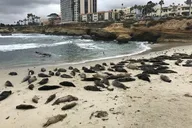 La Jolla Segway Tour thumbnail 1