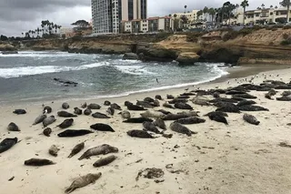 La Jolla Segway Tour