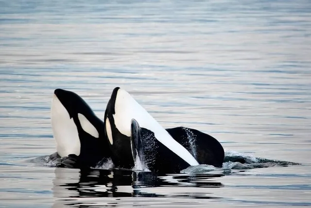 Icy Strait Whale & Wildlife Tour - Image 3