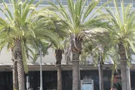Los Angeles Black History Van Tour thumbnail 2