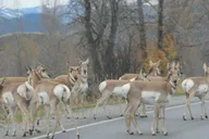Jackson Yellowstone National Park Day Tour thumbnail 5