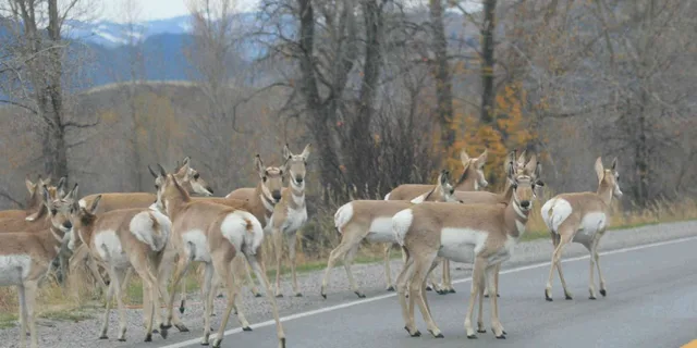 Jackson Yellowstone National Park Day Tour - Image 5