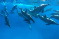 Kealakekua Bay Reef Snorkel thumbnail 2