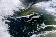 Pensacola Beach Dolphin Sightseeing Tour thumbnail 4