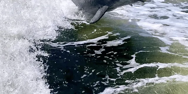 Pensacola Beach Dolphin Sightseeing Tour - Image 4