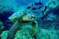 Maui Snorkel Tour with Marine Biologist thumbnail 5