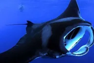 Kailua Kona Night Manta Ray Snorkel Adventure thumbnail 2