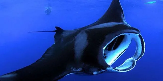 Kailua Kona Night Manta Ray Snorkel Adventure - Image 2