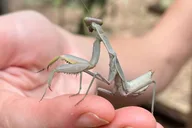 Maui Butterfly Farm Tour thumbnail 5