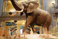 Washington D.C. Natural History Museum Guided Tour thumbnail 1