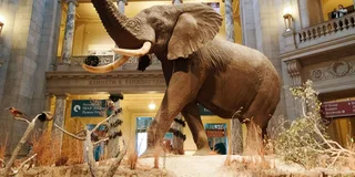 Washington D.C. Natural History Museum Guided Tour