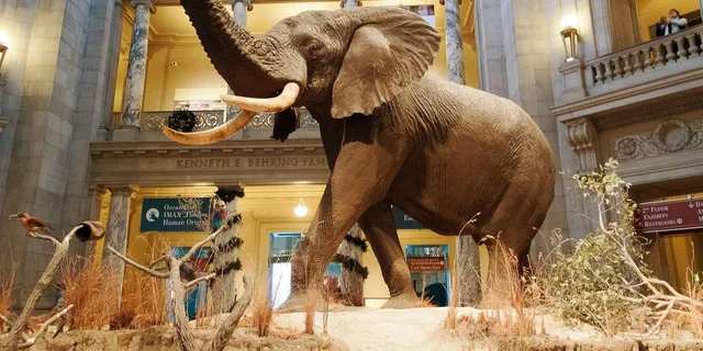 Washington D.C. Natural History Museum Guided Tour - Image 1