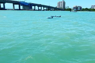 Fort Myers Beach Dolphin Tiki Cruise
