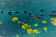 Maui Snorkel Adventure: Molokini Crater and Turtle Cove thumbnail 1