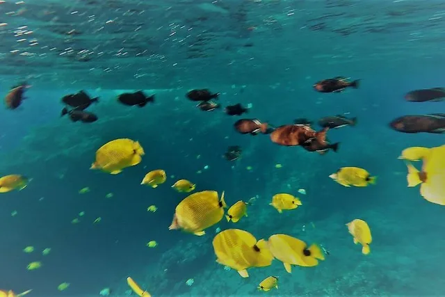 Maui Snorkel Adventure: Molokini Crater and Turtle Cove - Image 1