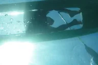 Maui Clear Bottom Kayak Rental thumbnail 3