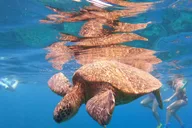 Maui Snorkel Tour from Ka'anapali Beach thumbnail 1