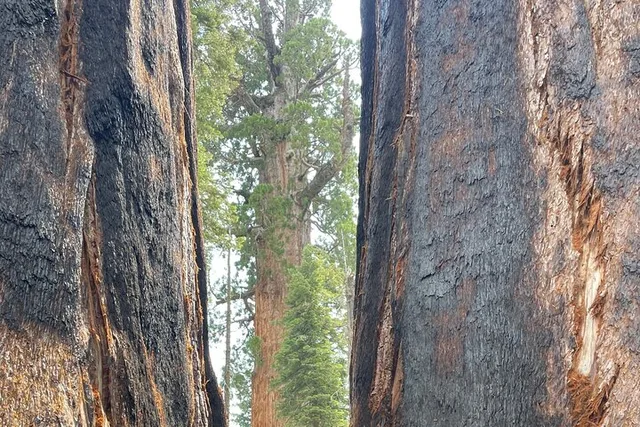 Sequoia National Park Outdoor Retreat - Image 3
