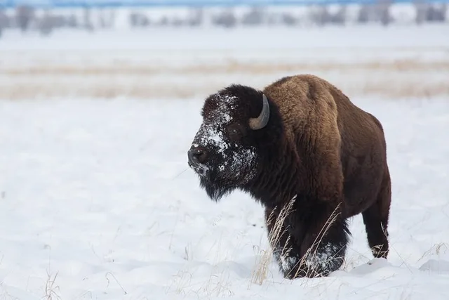 Jackson Hole Wildlife Safari Tour - Image 6