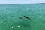 Tampa Dolphin Shelling Snorkeling Cruise thumbnail 3