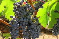 Napa Valley Balloon Ride and Wine Tour thumbnail 4