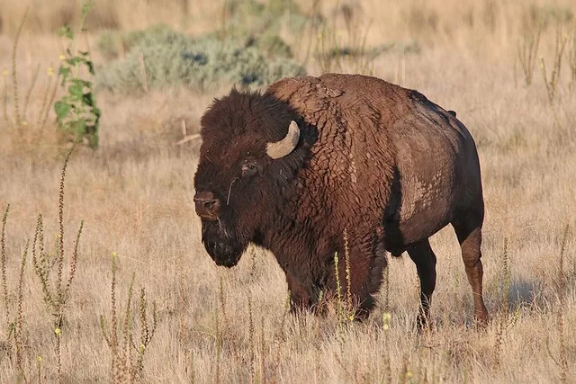Salt Lake City Birding and Nature Tour - Image 2