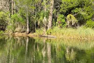 Crystal River Electric Paddleboard Tour thumbnail 6