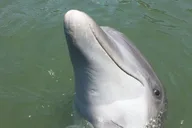 Hilton Head Island Dolphin Tour with Daufuskie Island Stop thumbnail 2