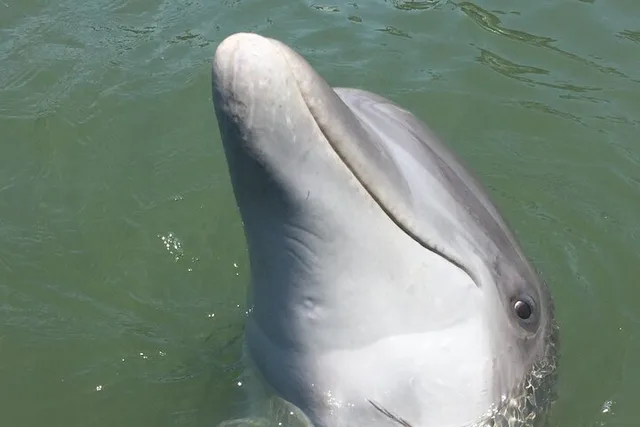 Hilton Head Island Dolphin Tour with Daufuskie Island Stop - Image 2