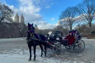 New York Central Park Horse Carriage Ride thumbnail 2