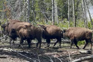Jackson Hole Yellowstone Private Tour thumbnail 4