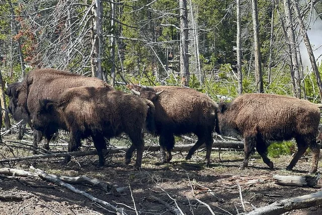 Jackson Hole Yellowstone Private Tour - Image 4