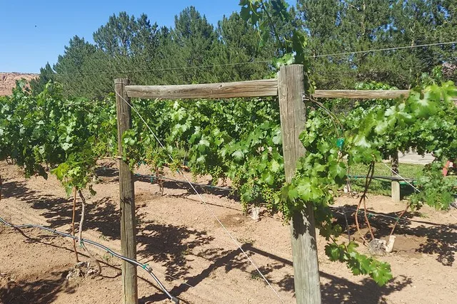 Moab E-Bike Tour with Winery Visit - Image 3