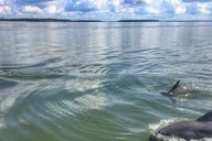Hilton Head Dolphin Watching Tour 1.5 hr thumbnail 4