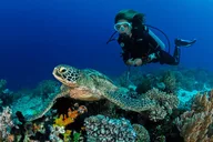 Waikiki Scuba Reef Dive for Certified Divers 90 Min thumbnail 1