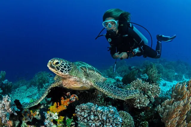 Waikiki Scuba Reef Dive for Certified Divers 90 Min - Image 1