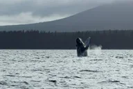 Sitka Marine Wildlife Tour thumbnail 1