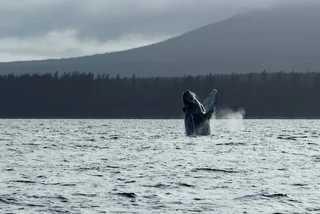 Sitka Marine Wildlife Tour