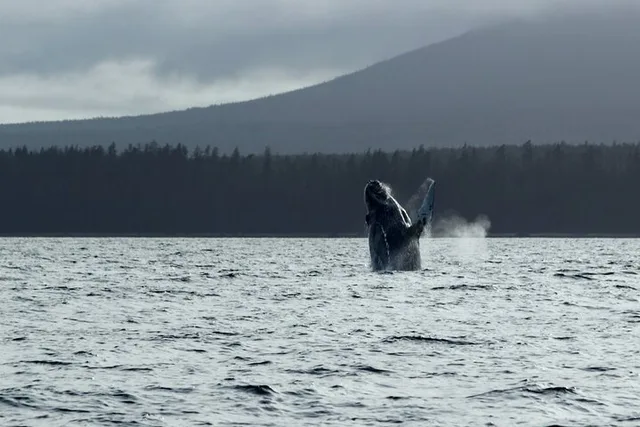 Sitka Marine Wildlife Tour - Image 1