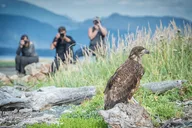 Haines Private Nature and Photography Tour thumbnail 2