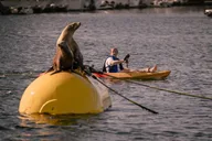 San Diego Tandem Kayak Rentals in Mission Bay thumbnail 5