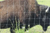 Anchorage Wildlife and Turnagain Arm Tour thumbnail 2