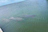 Key Largo Dolphin Sunset Tour thumbnail 4