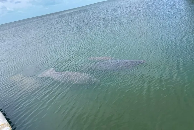 Key Largo Dolphin Sunset Tour - Image 4