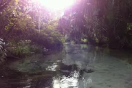 Silver Springs Self-Guided Clear Kayak Adventure thumbnail 5