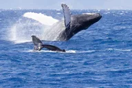 Maui Whale Watching Tour from Ka'anapali Beach thumbnail 4