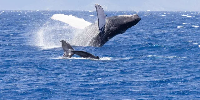 Maui Whale Watching Tour from Ka'anapali Beach - Image 4