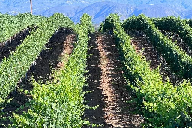 San Diego Temecula Wine Tour 8 hr - Image 3