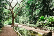 Kauai Allerton Garden Guided Walking Tour 2.5 hr thumbnail 2