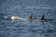 Monterey Whale Watching Cruise thumbnail 3
